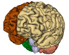 brainSegmentation.png