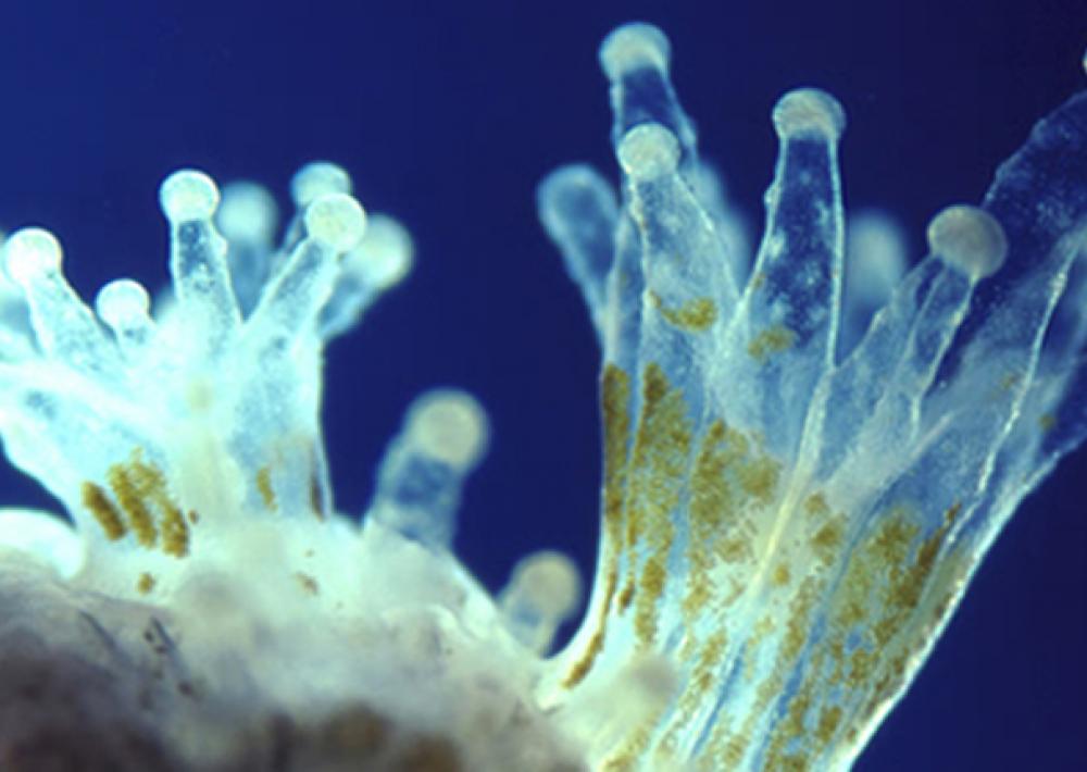 CoralPolyp_SI.jpg